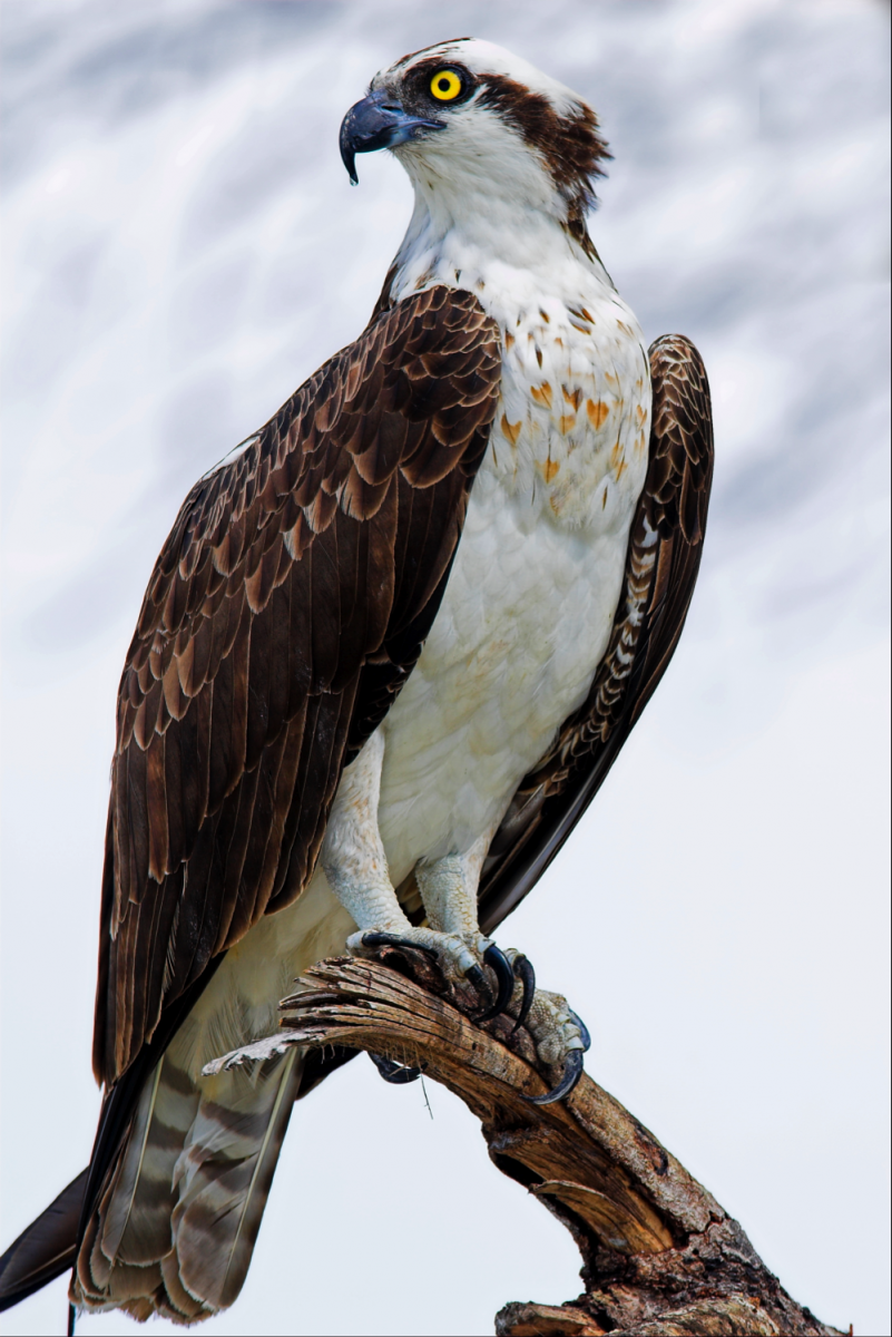 Fish Hawk or Osprey · Audubon's Birds of America