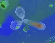 Cuvierina columnella