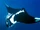 Giant Oceanic Manta Ray