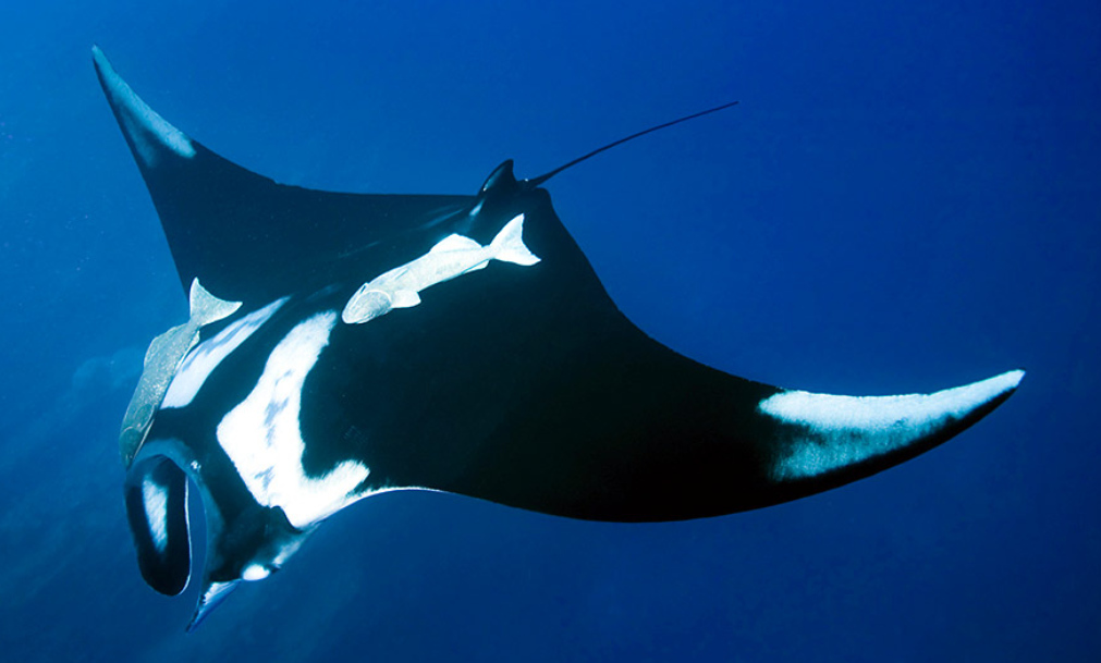 largest mantaray