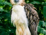 Philippine Eagle