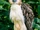 Philippine Eagle