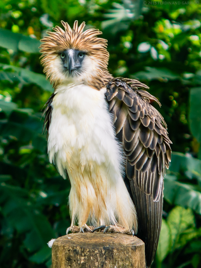 Endangered Fav: the Phillippine Monkey-eating Eagle - Hermit Werds