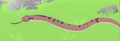 PrairieKingsnake.jpeg.png (329 KB) PrairieKingsnake.jpeg