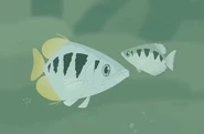 Archerfish.jpg (49 KB) Banded Archerfish (Toxotes jaculatrix)