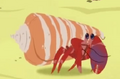 Caribbean Hermit Crab.png (125 KB) Caribbean Hermit Crab