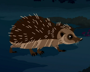 European Hedgehog AM
