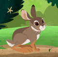 Mountain Cottontail.png (266 KB) Mountain Cottontail