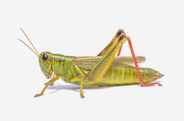 Wild kratts grasshopper full episode shop