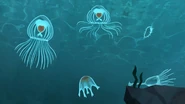 Immortal Jellyfish (Turritopsis dohrnii)