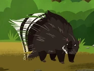 Indian Crested Porcupine (Hystrix indica)