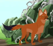 Dhole (Cuon alpinus)