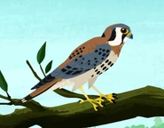 American Kestrel (Falco sparverius)