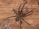 European House Spider
