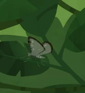 Peppered Moth (Biston betularia)