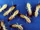 Eastern Subterranean Termite