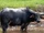 Water Buffalo