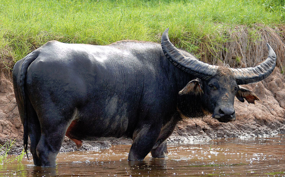 Water Buffalo | Wild Kratts Wiki