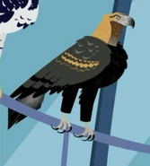 Wedge-tailed Eagle (Aquila audax)