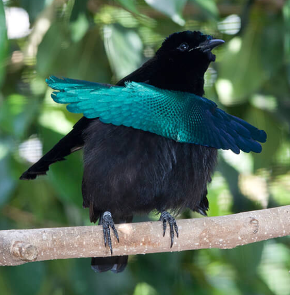 Superb Bird-of-paradise | Wild Kratts Wiki | Fandom