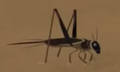 Fall Field Cricket.png (208 KB) Fall Field Cricket