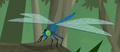 Blue Dasher.png (202 KB) Blue Dasher