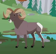 Bighorn Sheep (Ovis canadensis)