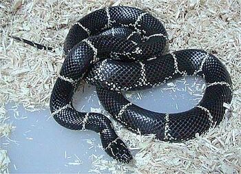 Eastern Kingsnake | Wild Kratts Wiki | Fandom