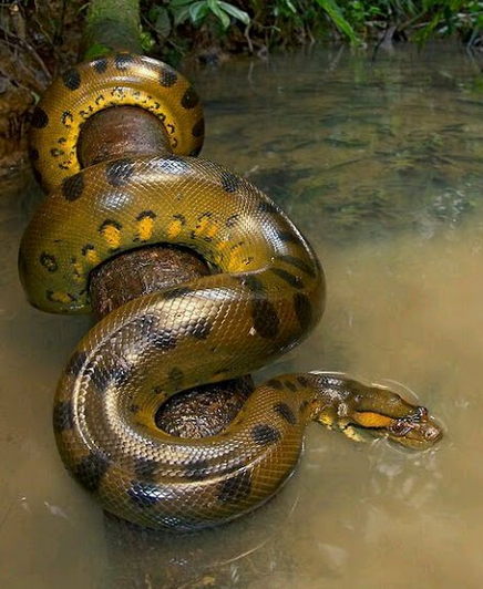 Green Anaconda, Wild Kratts Wiki