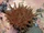 Dahlia Anemone