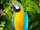 Blue-and-yellow Macaw