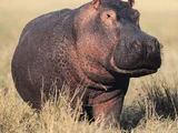 Hippopotamus