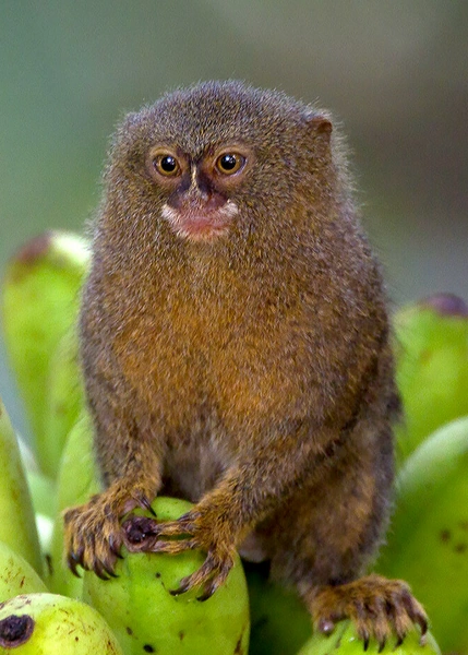 buy pygmy marmoset