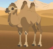 Wild Bactrian Camel (Camelus ferus)