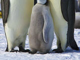 Emperor Penguin