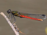 Flame-tipped Jewel