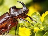 African Rhinoceros Beetle