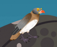 Red-billed Oxpecker (Buphagus erythrorhynchus)