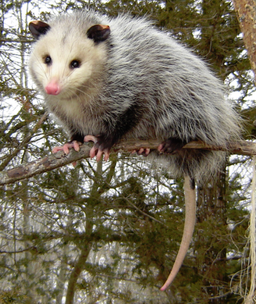 Opossum - Wikipedia