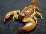 Arizona Bark Scorpion