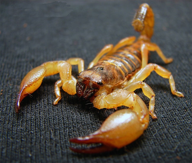 Arizona bark scorpion - Wikipedia