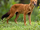 Dhole