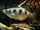 Banded Archerfish