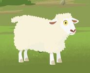 Domestic Sheep (Ovis aries)