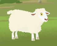 Domestic sheep (Ovis aries)