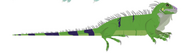 Green iguana male