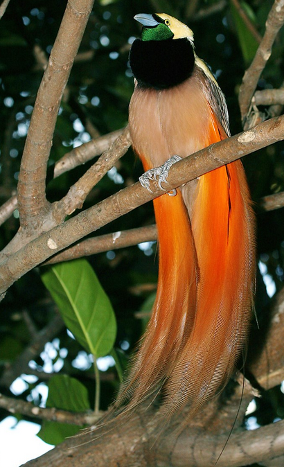 raggiana bird of paradise