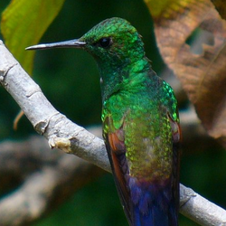 Wild kratts hummingbird full episode online