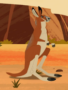 Red Kangaroo Male AN