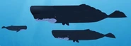 Sperm Whale Family.jpeg (23 KB) With Bumper and her mate